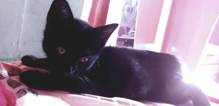 Gato ra a Ñ sei idade 2 a 6 meses nome Julieta