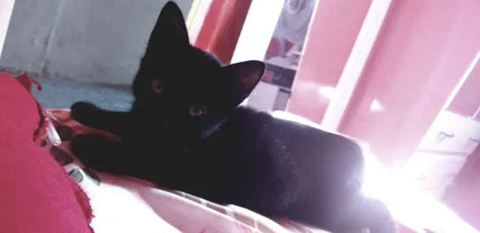 Gato ra a Ñ sei idade 2 a 6 meses nome Julieta