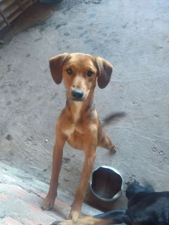 Cachorro ra a Poodoo mistura com labrador  idade 1 ano nome Mustafa