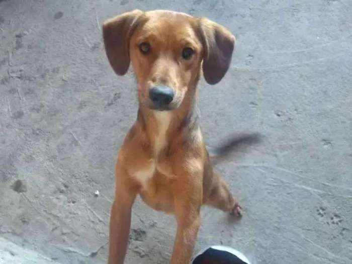 Cachorro ra a Poodoo mistura com labrador  idade 1 ano nome Mustafa