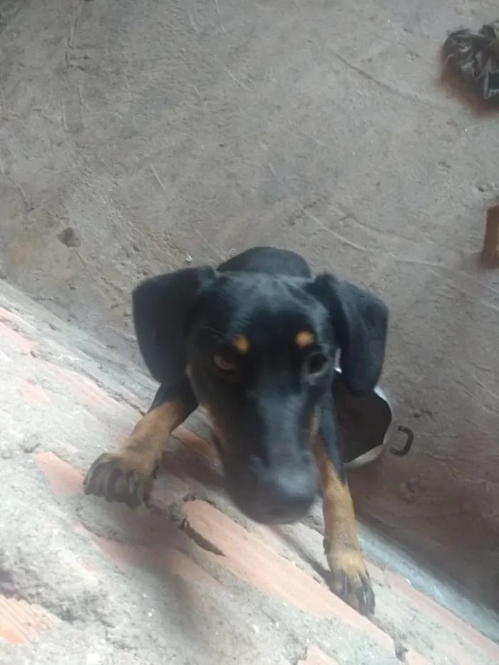 Cachorro ra a Poddo mistura com labrador  idade 1 ano nome Sansão