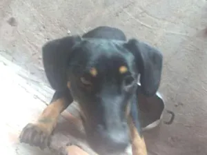 Cachorro raça Poddo mistura com labrador  idade 1 ano nome Sansão