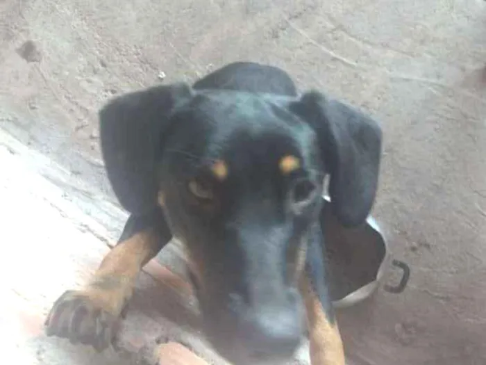 Cachorro ra a Poddo mistura com labrador  idade 1 ano nome Sansão