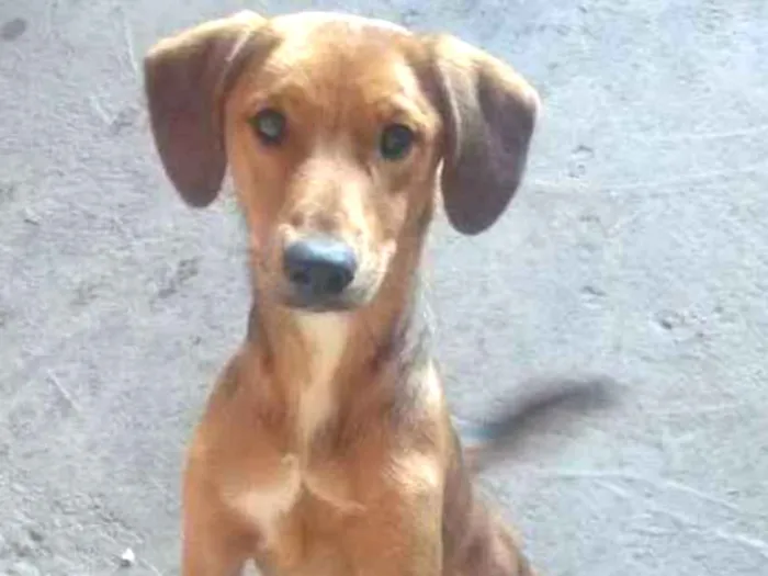 Cachorro ra a Poodoo mistura com labrador  idade 1 ano nome Mustafa