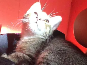 Gato raça Ñ sei idade 2 a 6 meses nome Julieta