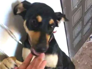 Cachorro raça não definida idade 7 a 11 meses nome Léia