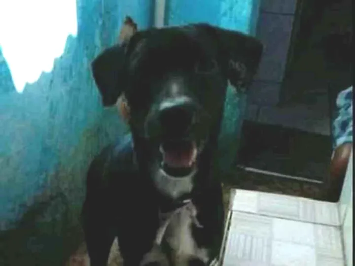 Cachorro ra a Raceado com labrador idade 2 a 6 meses nome Juquinha