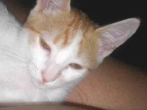 Gato raça Vanturco idade 7 a 11 meses nome Berenice