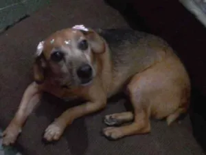 Cachorro raça SRD idade 5 anos nome Pituca