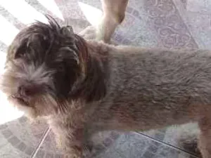 Cachorro raça Lhasa apso idade 2 anos nome Crystal