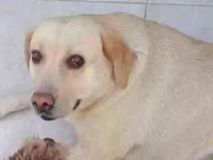 Cachorro raça Labrador idade 3 anos nome Layla