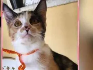Gato raça Srd idade 2 a 6 meses nome Triguesa