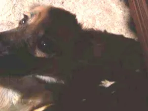 Cachorro raça SRD idade 2 a 6 meses nome Shaia