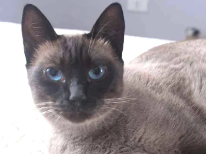 Gato ra a SRD idade 2 anos nome Avelã
