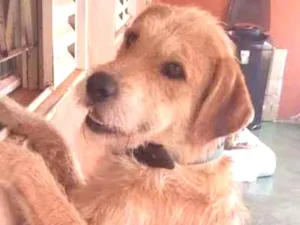 Cachorro raça vira Lata idade 3 anos nome Billy