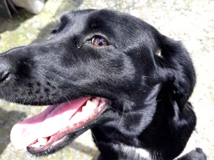 Cachorro ra a Vira-lata  idade 2 anos nome Luna