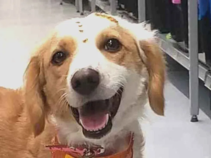 Cachorro ra a Srd idade 1 ano nome Laleska