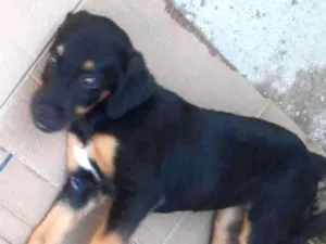 Cachorro raça Mista idade 2 a 6 meses nome Cachorra