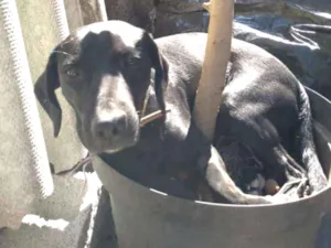 Cachorro raça Vira lata idade 1 ano nome Mel