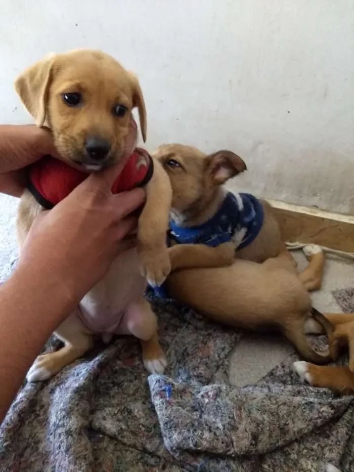 Cachorro ra a Srd idade 2 a 6 meses nome Sem nome