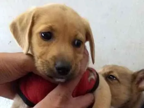 Cachorro ra a Srd idade 2 a 6 meses nome Sem nome