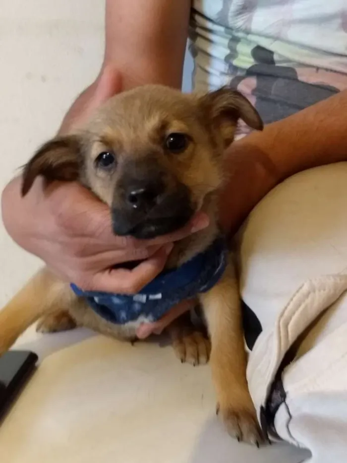 Cachorro ra a Srd idade 2 a 6 meses nome Sem nome