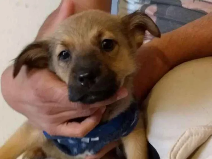 Cachorro ra a Srd idade 2 a 6 meses nome Sem nome