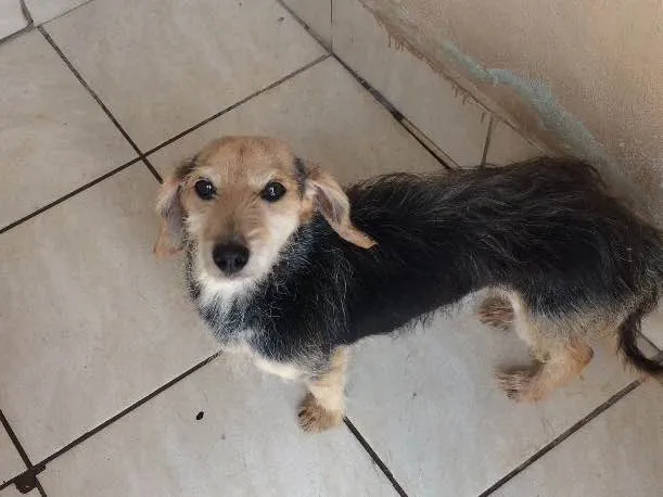 Cachorro ra a Vira-lata  idade 6 ou mais anos nome Spack