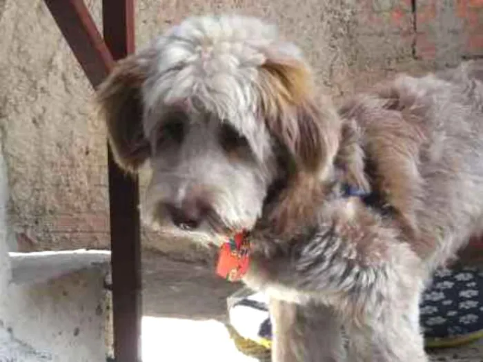 Cachorro ra a Poodle idade 1 ano nome Hery