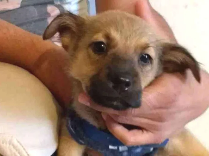 Cachorro ra a Srd idade 2 a 6 meses nome Sem nome