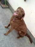 Pina