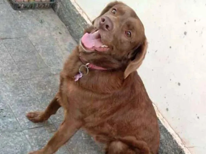 Cachorro ra a  idade 2 anos nome Pina 