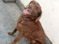 Pina