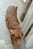 Pina