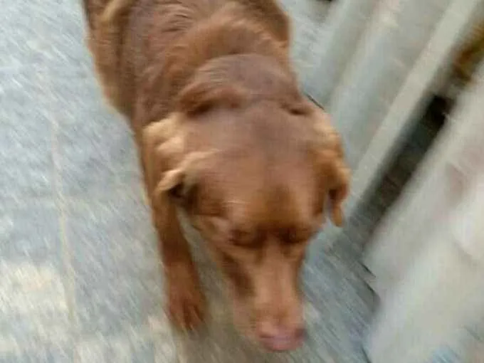 Cachorro ra a  idade 2 anos nome Pina 