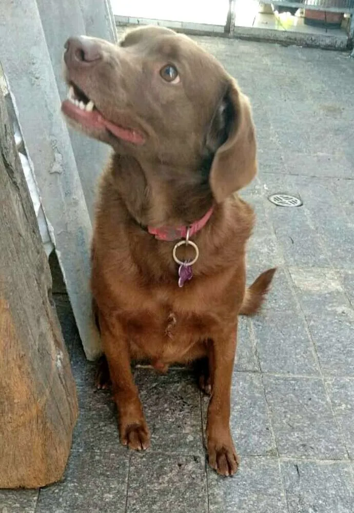 Cachorro ra a  idade 2 anos nome Pina 