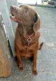 Pina