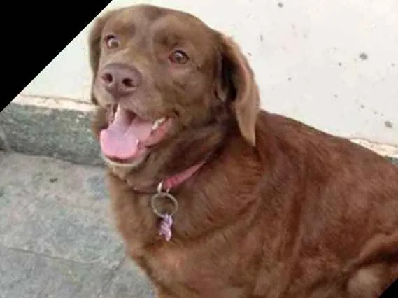 Cachorro ra a  idade 2 anos nome Pina 