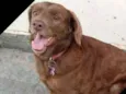 Pina