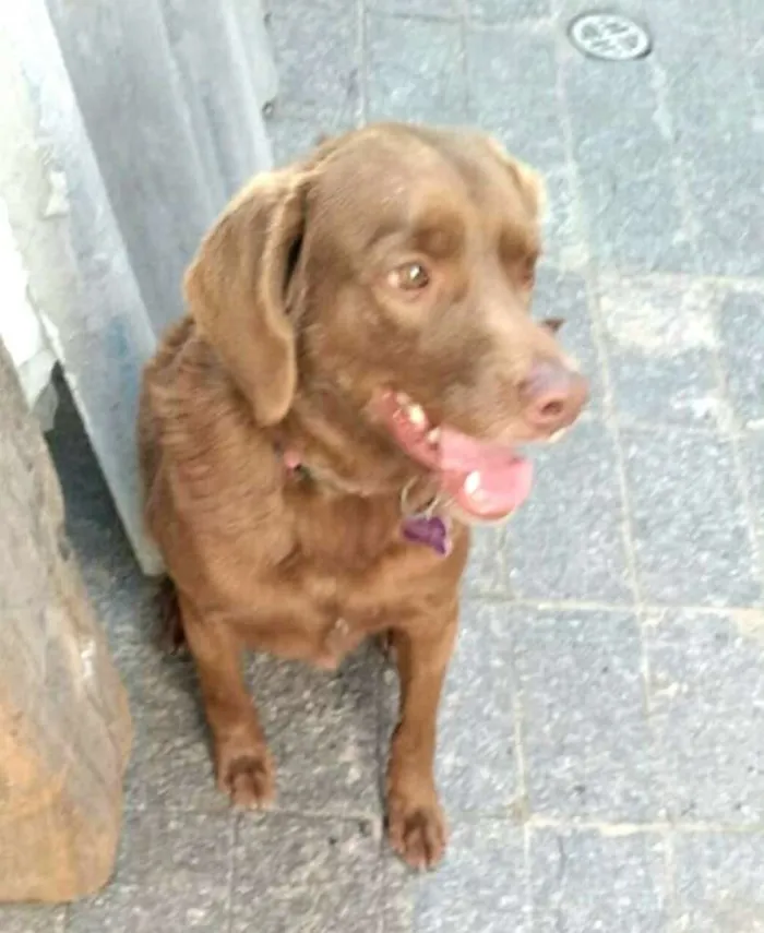 Cachorro ra a  idade 2 anos nome Pina 