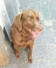 Pina