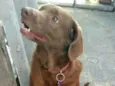 Pina