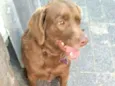 Pina