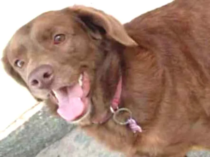Cachorro ra a  idade 2 anos nome Pina 