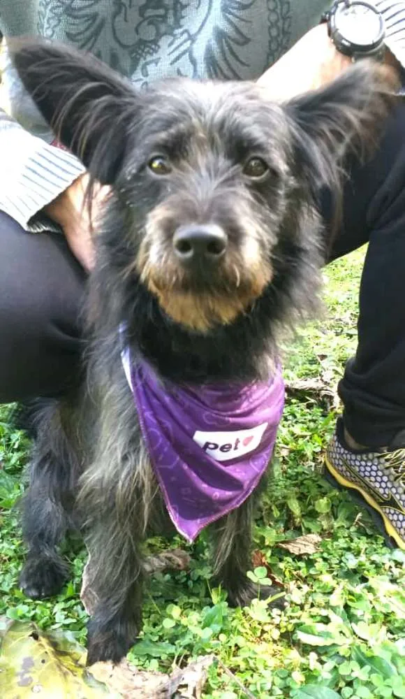 Cachorro ra a  idade 7 a 11 meses nome Batman 