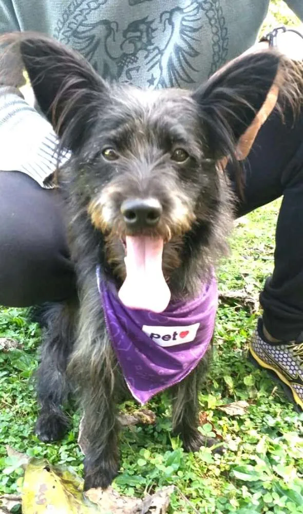 Cachorro ra a  idade 7 a 11 meses nome Batman 