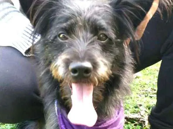 Cachorro ra a  idade 7 a 11 meses nome Batman 