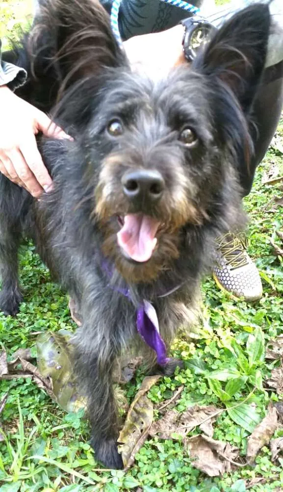 Cachorro ra a  idade 7 a 11 meses nome Batman 