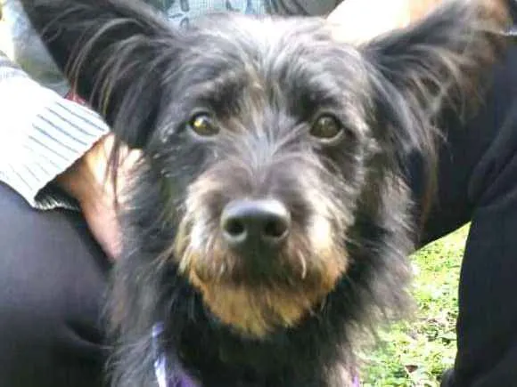 Cachorro ra a  idade 7 a 11 meses nome Batman 