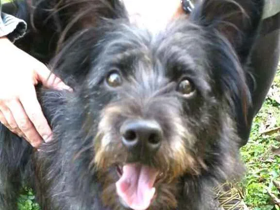 Cachorro ra a  idade 7 a 11 meses nome Batman 